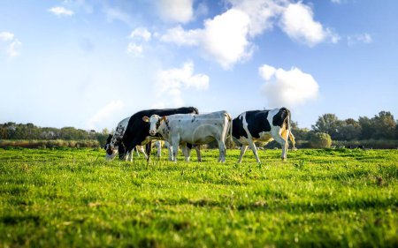 Téléchargez les photos : Une belle vue d'un troupeau de vaches dans un champ vert contre un ciel bleu vif - en image libre de droit