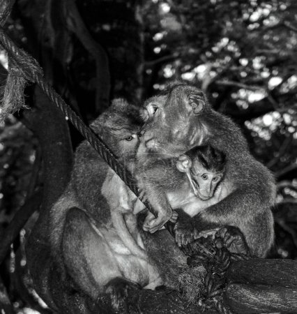 Photo for A grayscale closeup of a family of macaques with a mother holding his babes in the tree branch - Royalty Free Image