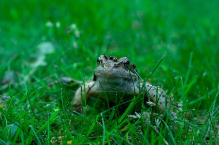 Photo for A closeup of Common frog sitting on green grass - Royalty Free Image