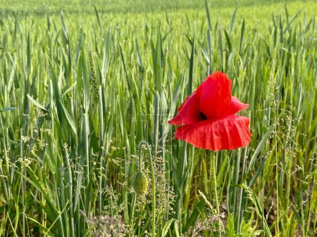 Téléchargez les photos : Un gros plan d'une belle floraison de pavot dans le champ - en image libre de droit