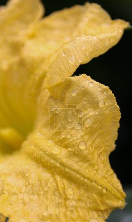 Foto de Un primer plano vertical de una flor amarilla con gotas de agua - Imagen libre de derechos