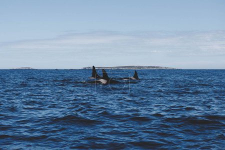 Téléchargez les photos : Vue panoramique d'un groupe de baleines Orques nageant sur la côte de Terre-Neuve, Canada - en image libre de droit