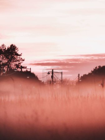 Téléchargez les photos : Un plan vertical d'une belle forêt au coucher du soleil - en image libre de droit