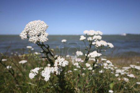 Foto de Un primer plano de las plantas de la milenrama blanca en un día soleado - Imagen libre de derechos
