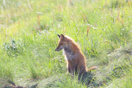 Photo for A selective of an  American red fox (Vulpes vulpes fulva) in green grass under the sunlight - Royalty Free Image