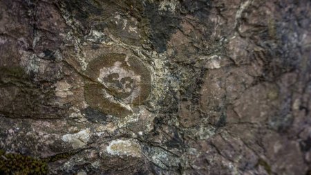 Foto de Un primer plano de una roca fósil - Imagen libre de derechos