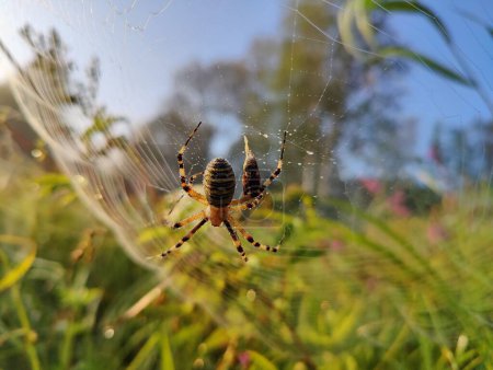 Photo for A closeup shot of a wasp spider on a cobweb. - Royalty Free Image