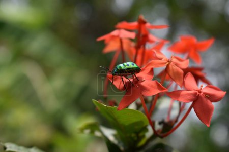 Foto de Un insecto Chrysocoris stollii posado en la flor roja - Imagen libre de derechos