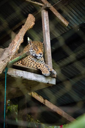Foto de Un disparo vertical de un jaguar acostado sobre una superficie de madera en un zoológico a la luz del día - Imagen libre de derechos