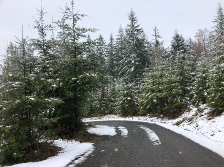 Téléchargez les photos : Une route sinueuse et enneigée à travers une forêt à feuilles persistantes - en image libre de droit
