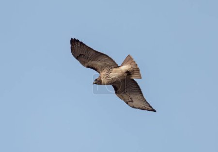 Téléchargez les photos : Plan à angle bas d'un vrai faucon (Accipitrinae) volant dans le ciel bleu - en image libre de droit