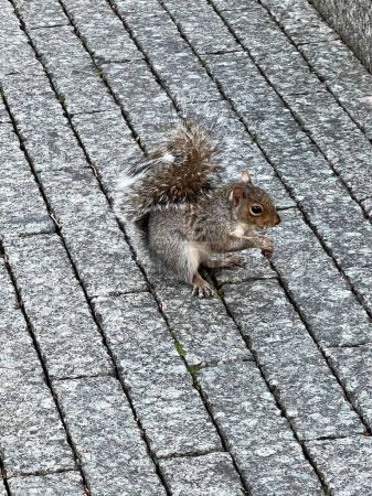 Photo for A closeup of an adorable brown squirrel on the ground - Royalty Free Image