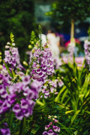 Téléchargez les photos : Un plan vertical de Digitalis purpurea à Singapour, Gardens by The Bay - en image libre de droit