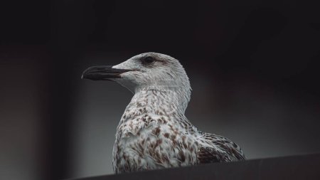Foto de Una gaviota europea de arenque sobre fondo gris - Imagen libre de derechos