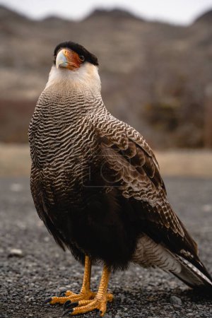Photo for A vertical closeup of a crested caracara (Caracara plancus) perching on the ground - Royalty Free Image