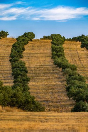 Téléchargez les photos : Un plan vertical d'une pente dans un champ rural avec des herbes et des lignes de plantes vertes sous le ciel bleu - en image libre de droit