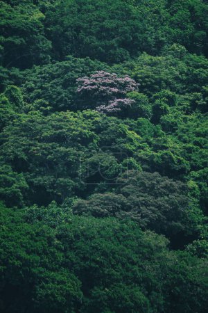 Téléchargez les photos : Un plan de drone panoramique vertical d'arbres luxuriants recouverts de feuilles vertes vibrantes - en image libre de droit