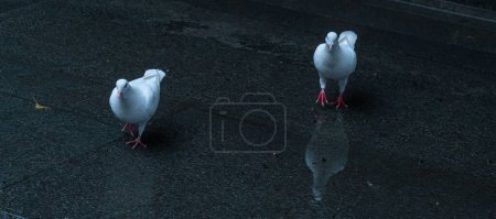 Téléchargez les photos : Un plan panotamique de deux pigeons domestiques blancs - en image libre de droit
