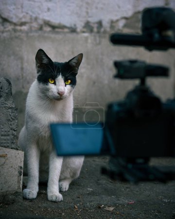 Foto de Un gato blanco y negro en el fondo de la pared - Imagen libre de derechos