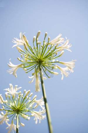 Photo for A vertical shot of two Lily of the Nile flowers under the blue cloudless sky - Royalty Free Image