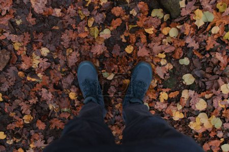 Téléchargez les photos : Une vue de dessus des pattes mâles sur les feuilles humides d'automne dans la forêt - en image libre de droit