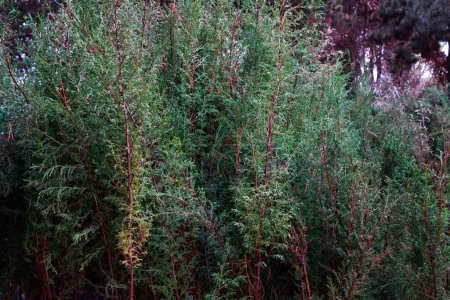 Téléchargez les photos : Gros plan de Salix purpurea - en image libre de droit