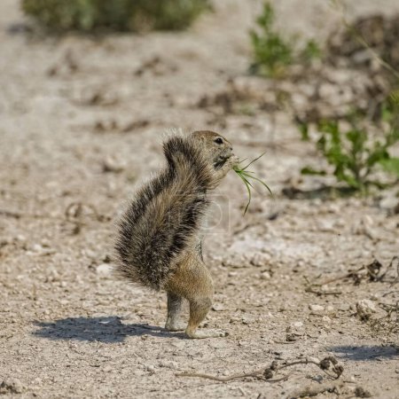 Foto de Ardilla del cabo de tierra, Xerus inauris, animal divertido en el arbusto en Namibia - Imagen libre de derechos