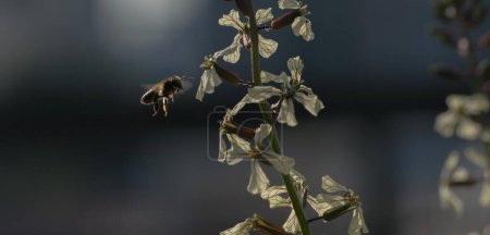 Téléchargez les photos : Une petite abeille volant autour de fleurs blanches sous la lumière du soleil - en image libre de droit