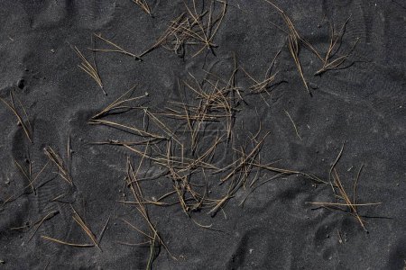 Téléchargez les photos : Un gros plan d'herbe sèche dans le sable - en image libre de droit