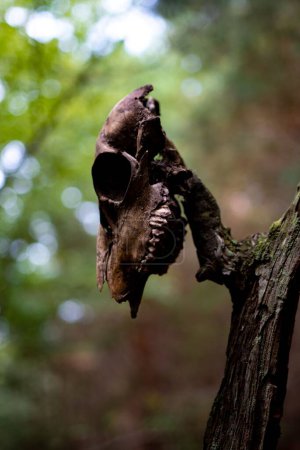 Téléchargez les photos : Plan vertical d'un crâne d'animal suspendu à une branche d'arbre dans la forêt - en image libre de droit