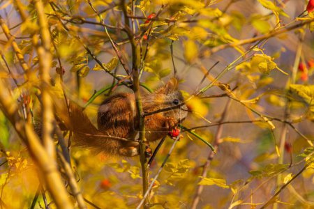 Foto de Un primer plano de una ardilla roja con una baya roja sentada en la rama. Sciurus vulgaris. - Imagen libre de derechos