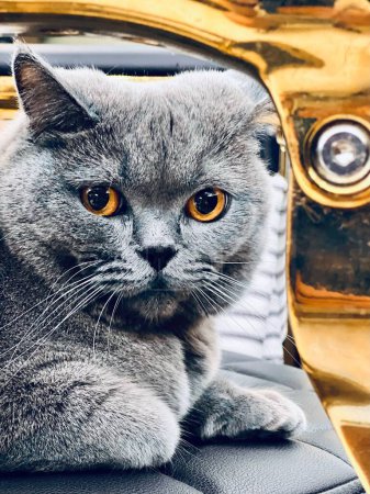 Téléchargez les photos : Un plan vertical d'un mignon chat britannique à poil court reposant sur une chaise et regardant la caméra - en image libre de droit