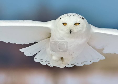 Photo for A pure white  snowy owl (Bubo scandiacus) during a flight in closeup - Royalty Free Image
