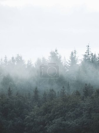Téléchargez les photos : Un drone vertical tiré d'arbres luxuriants dans une forêt brumeuse - en image libre de droit
