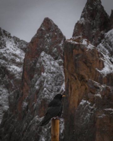 Téléchargez les photos : Plan vertical d'une touffe à bec jaune perchée sur un poteau de bois contre les montagnes rocheuses de dolomie en hiver - en image libre de droit