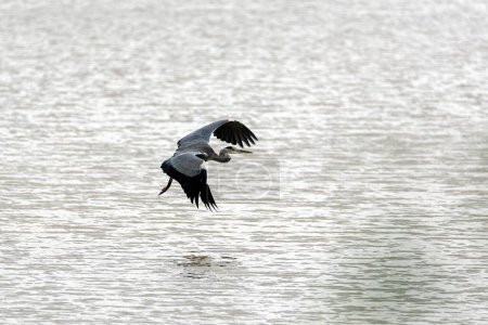 Foto de Un disparo a escala de grises de una grúa aterrizando en el agua - Imagen libre de derechos