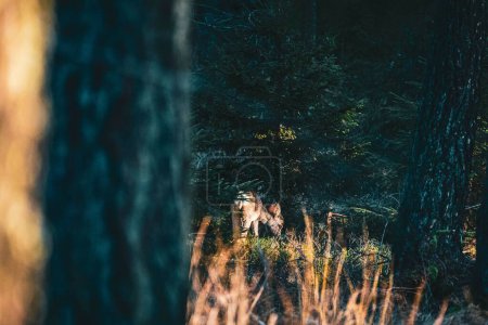 Foto de Un ciervo majestuoso en un hermoso bosque siempreverde durante el día - Imagen libre de derechos