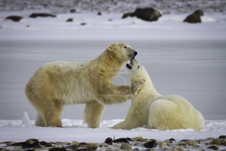 Téléchargez les photos : Les doux ours polaires s'embrassent et se blottissent sur la neige dans le parc national Wapus - en image libre de droit