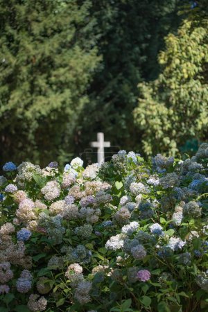 Photo for A selective focus shot of Hydrangea flowers with a white cross background in a cemetery - Royalty Free Image