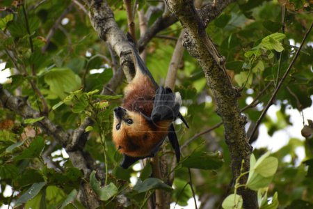 Photo for A great flying fox perching on tree - Royalty Free Image