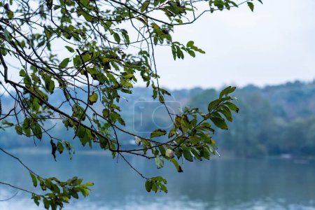 Téléchargez les photos : Gros plan de feuilles vertes sur les branches minces d'un arbre contre un lac - en image libre de droit