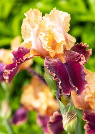 Foto de Un primer plano de una hermosa flor de Iris barbata creciendo en un jardín en un día soleado - Imagen libre de derechos