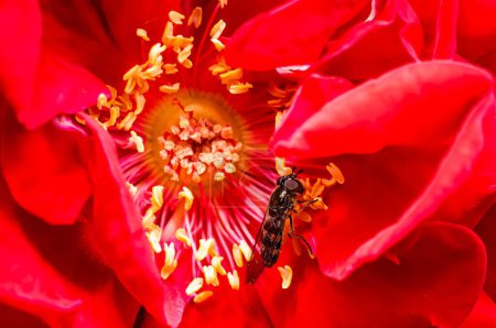 Téléchargez les photos : Gros plan d'une petite abeille nomade (Nomada) pollinisant un coquelicot oriental rouge (Papaver orientale)) - en image libre de droit