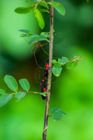 Téléchargez les photos : Plan vertical d'une tige de plante avec une araignée et des cigales, Huechys phaenicura. - en image libre de droit