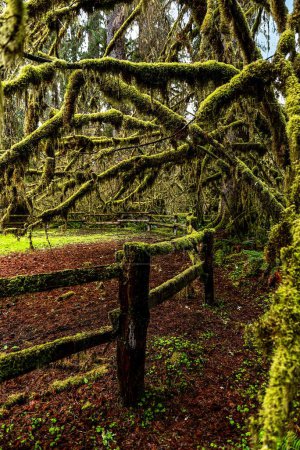 Téléchargez les photos : Une clôture et les arbres moussus dans la forêt tropicale dans le Parc National Olympique, WA, USA, vertical - en image libre de droit