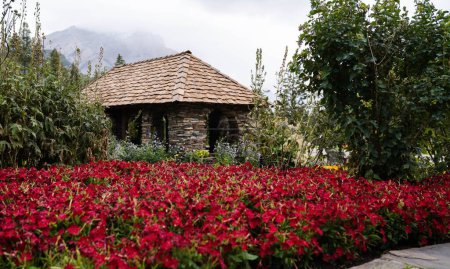 Téléchargez les photos : Les pétunias roses fleuris dans le pittoresque Cascade of Time Garden à Banff, Canada - en image libre de droit