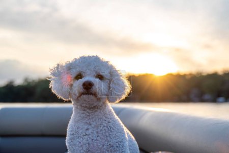 Téléchargez les photos : Un portrait de mise au point peu profonde d'adorable Caniche jouet blanche avec un soleil éclatant en arrière-plan flou - en image libre de droit