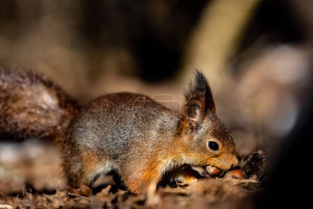 Téléchargez les photos : Un gros plan d'un adorable écureuil dégustant un régal dans une forêt pendant la journée - en image libre de droit