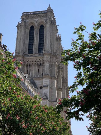 Foto de Un plano de bajo ángulo de Notre-Dame, una catedral católica medieval con plantas en primer plano - Imagen libre de derechos