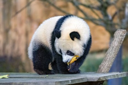 Photo for A giant panda, a cute baby panda playing with an autumn leaf, funny animal - Royalty Free Image